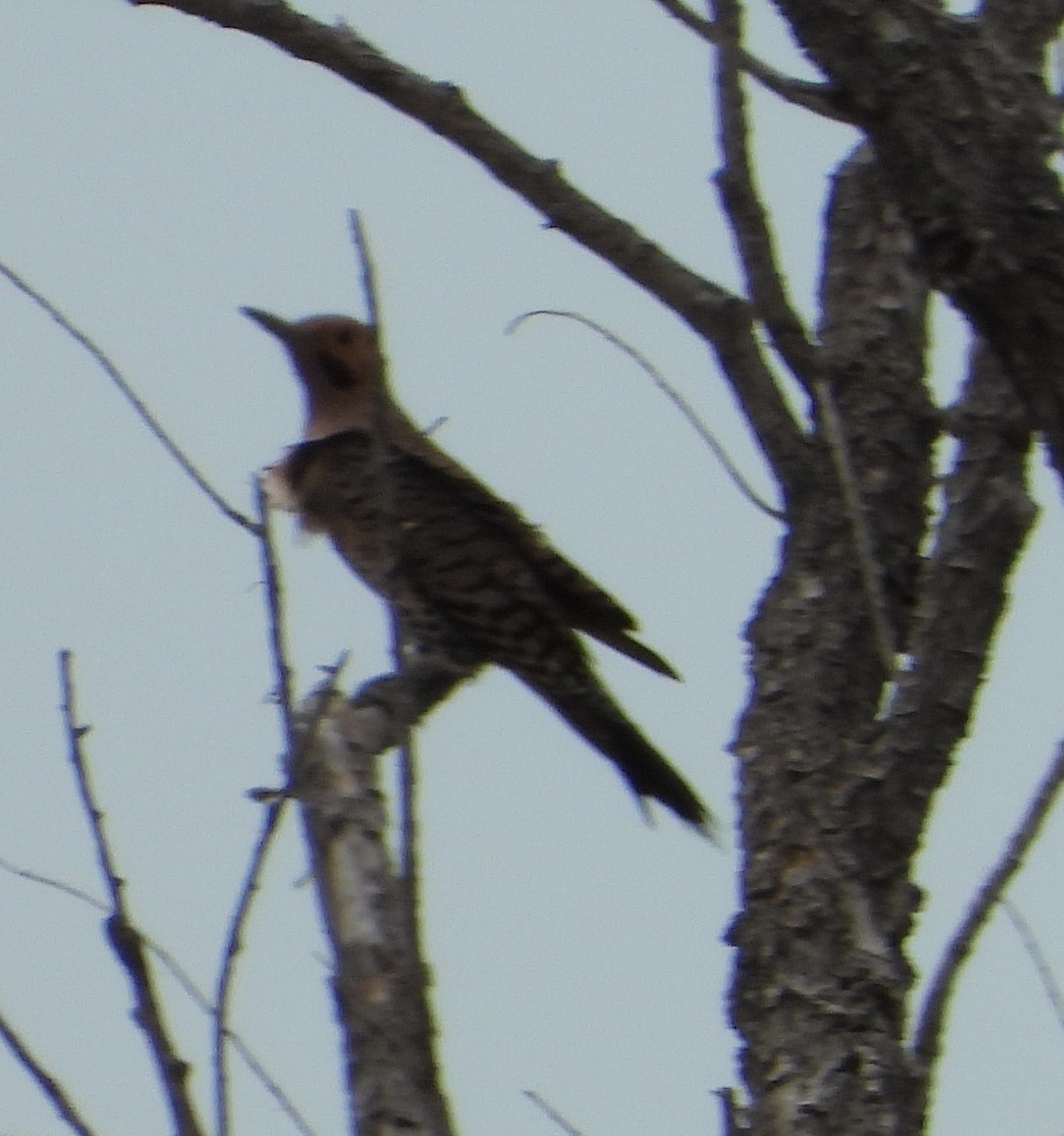 Northern Flicker (Yellow-shafted) - ML617801284