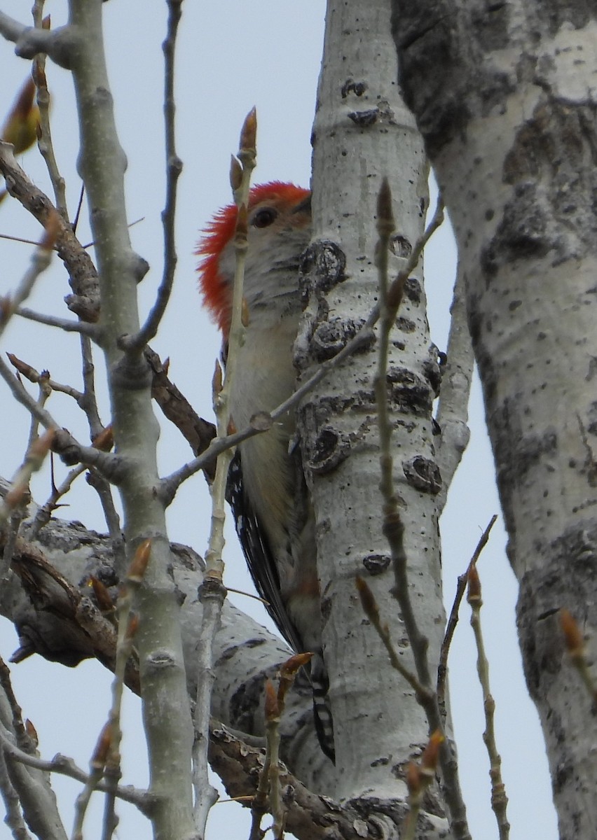 Red-bellied Woodpecker - ML617801307