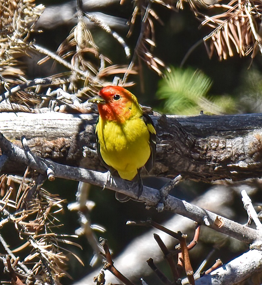 Western Tanager - ML617801327