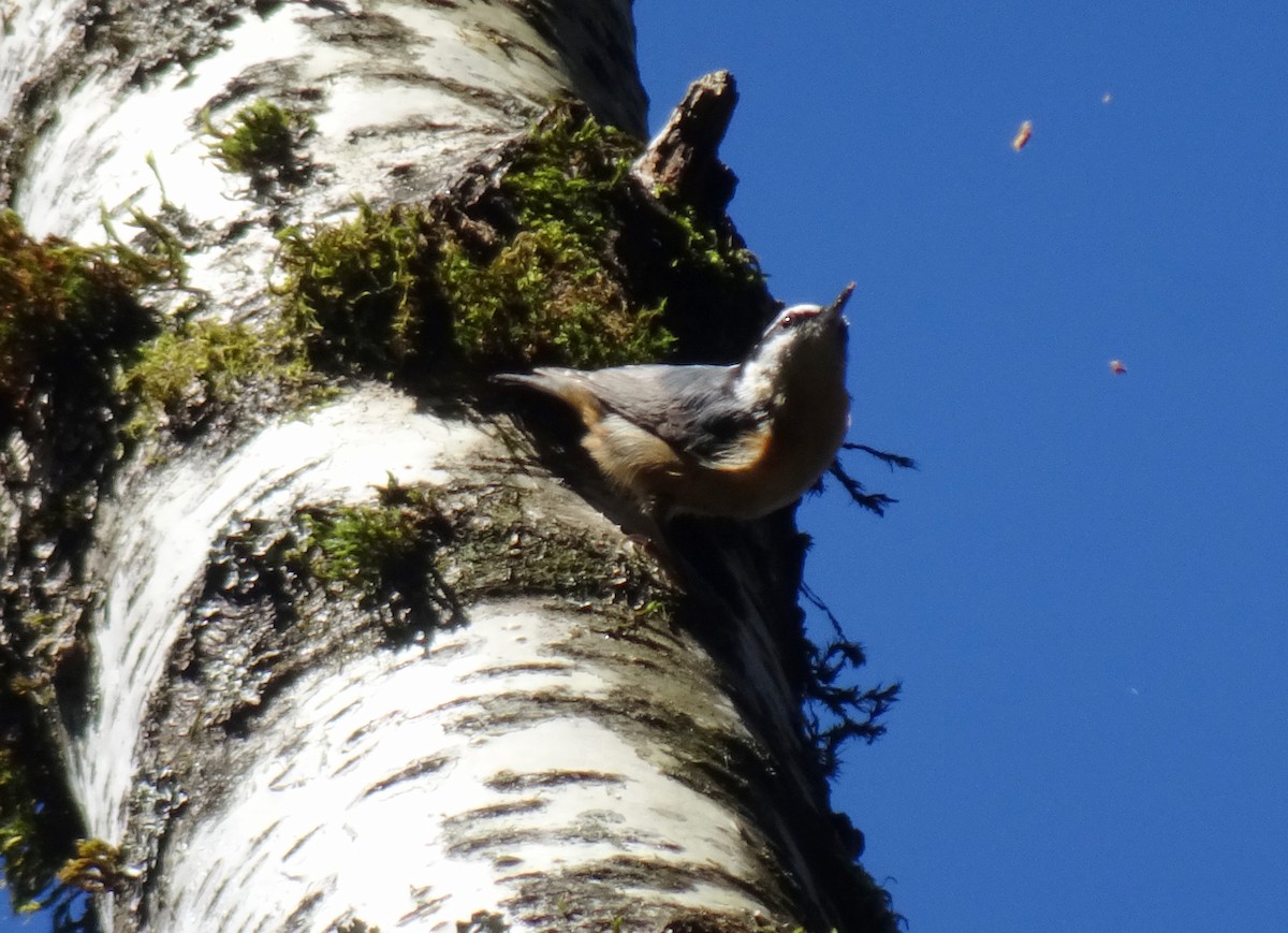 Red-breasted Nuthatch - ML617801350