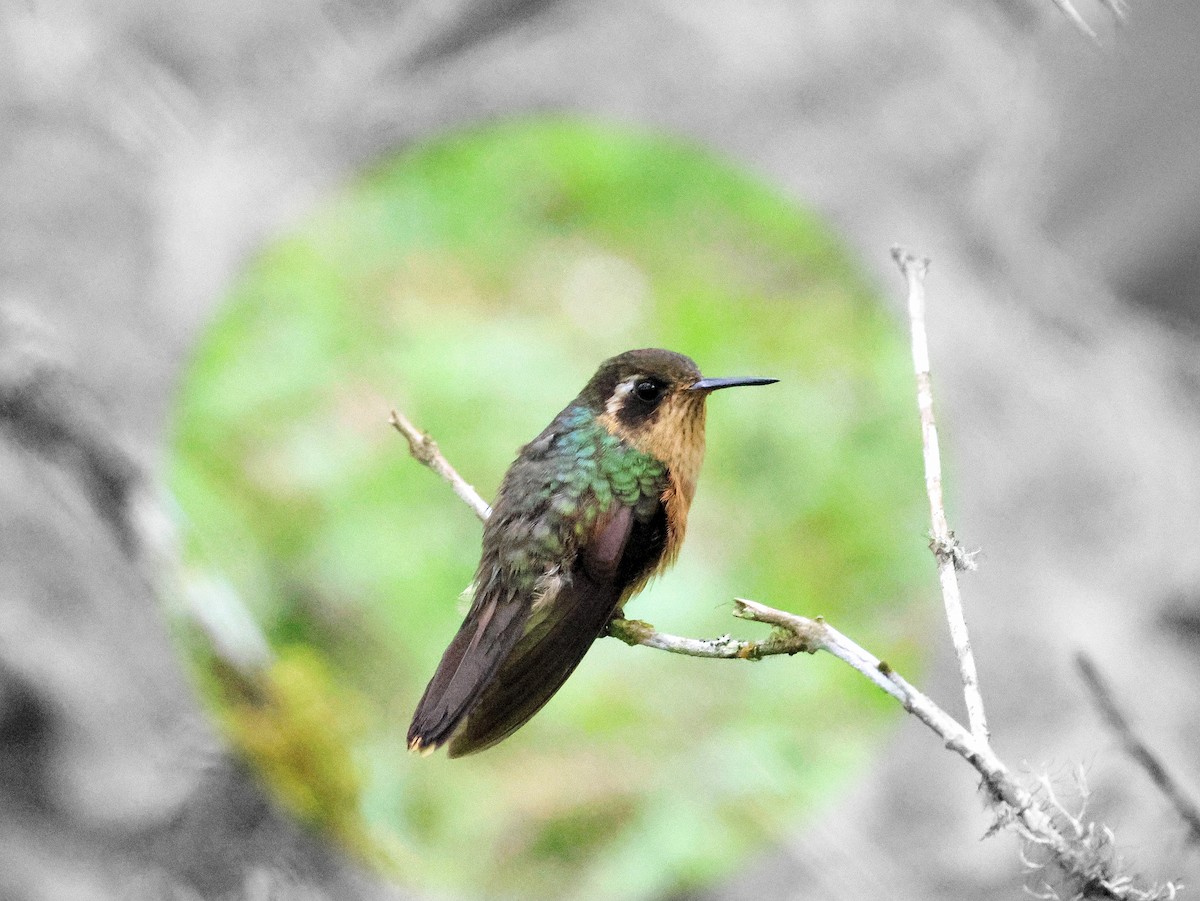 Speckled Hummingbird - ML617801353