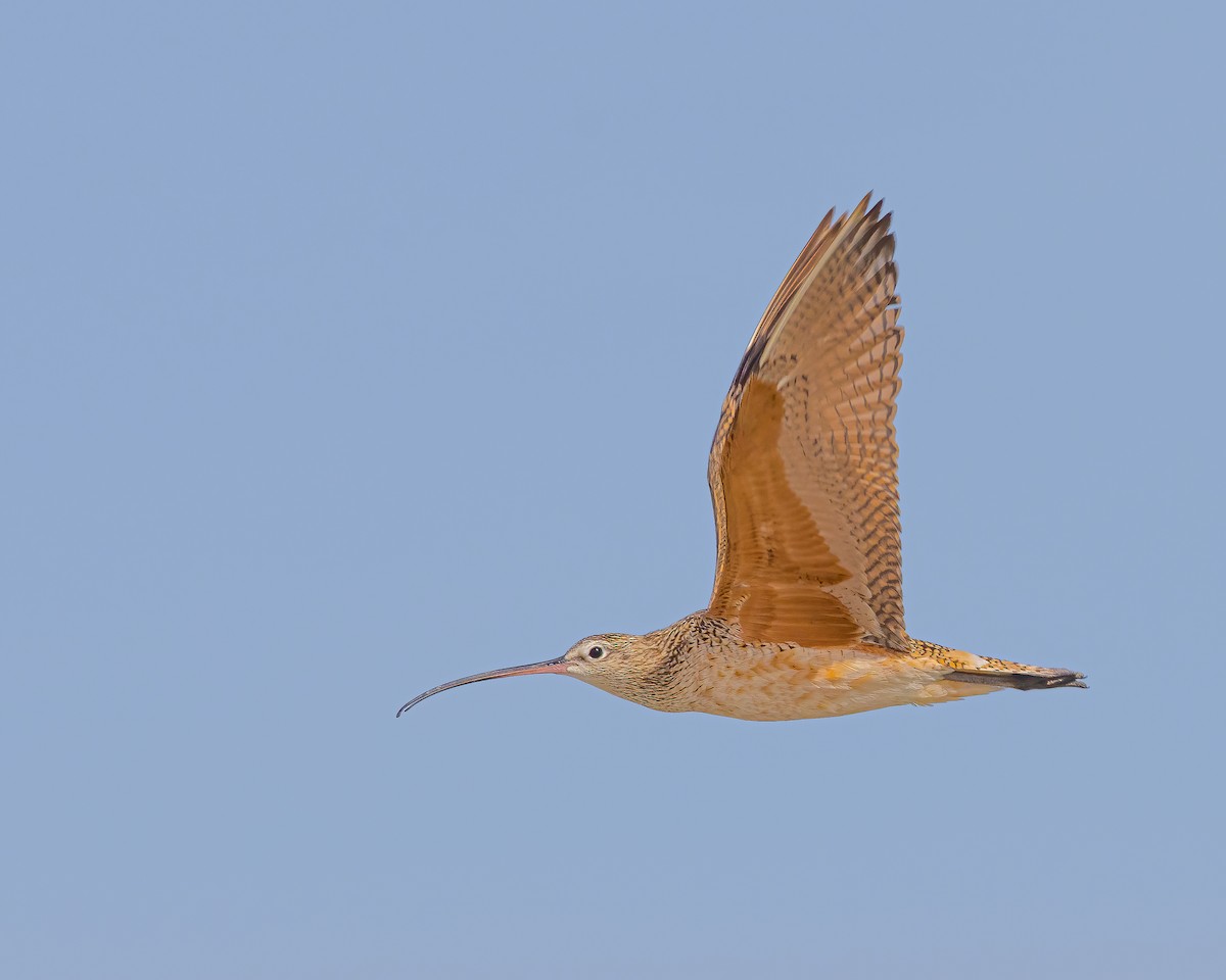 Long-billed Curlew - ML617801368