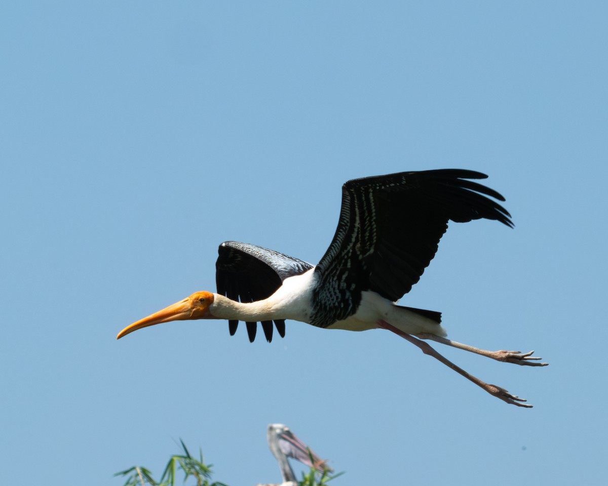 Painted Stork - Martin Mau