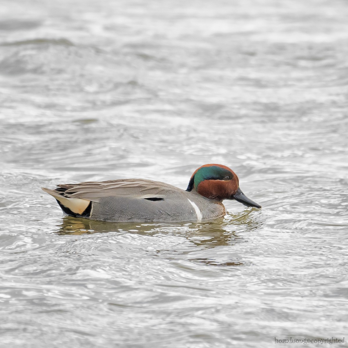 Green-winged Teal - ML617801392