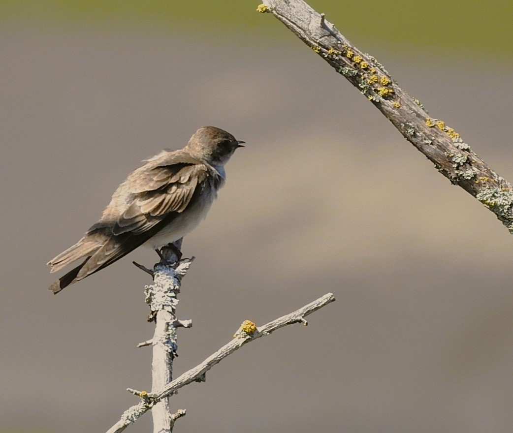 Northern Rough-winged Swallow - woody wheeler