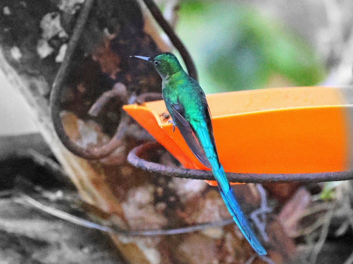 Long-tailed Sylph - ML617801423