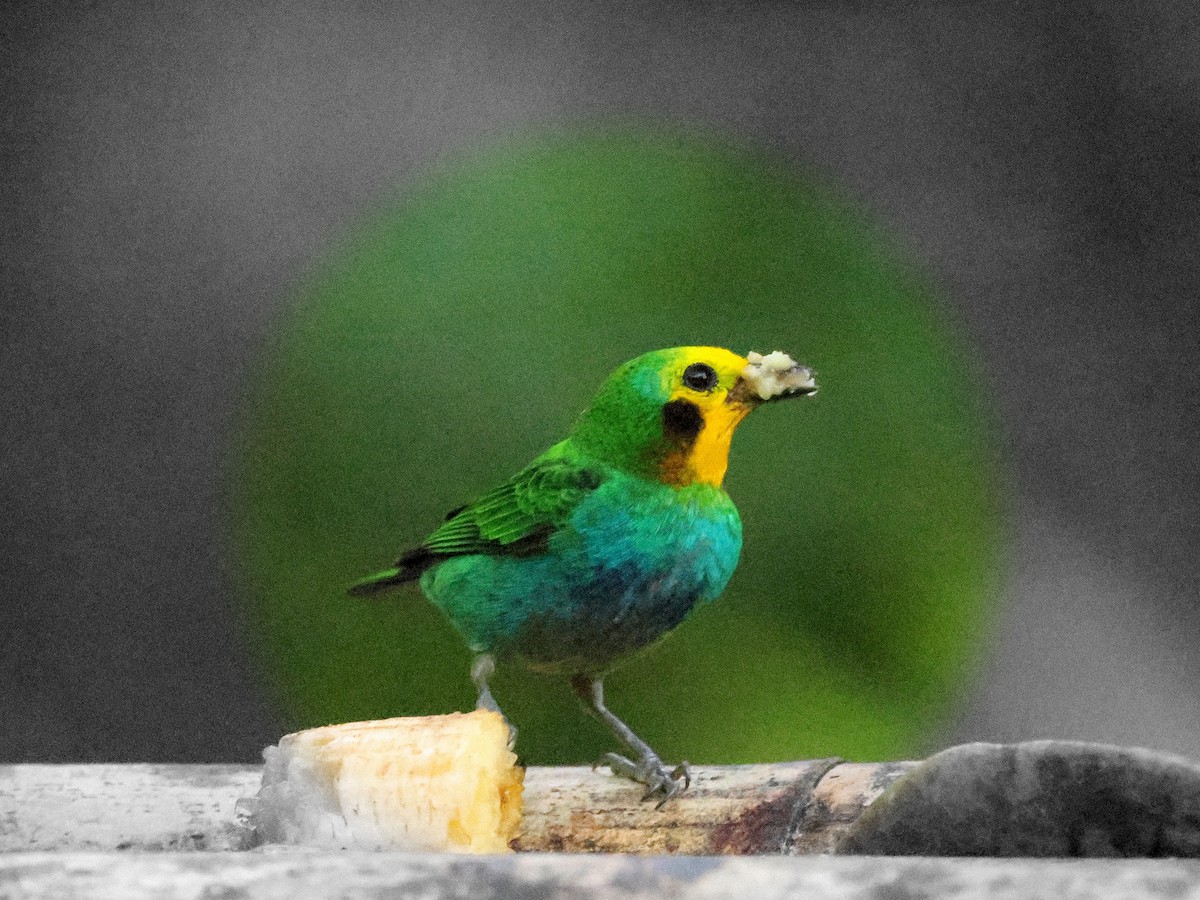 Multicolored Tanager - Geoff Butcher