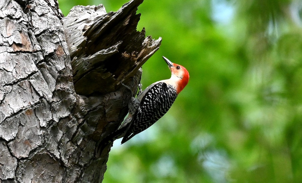 Red-bellied Woodpecker - ML617801479