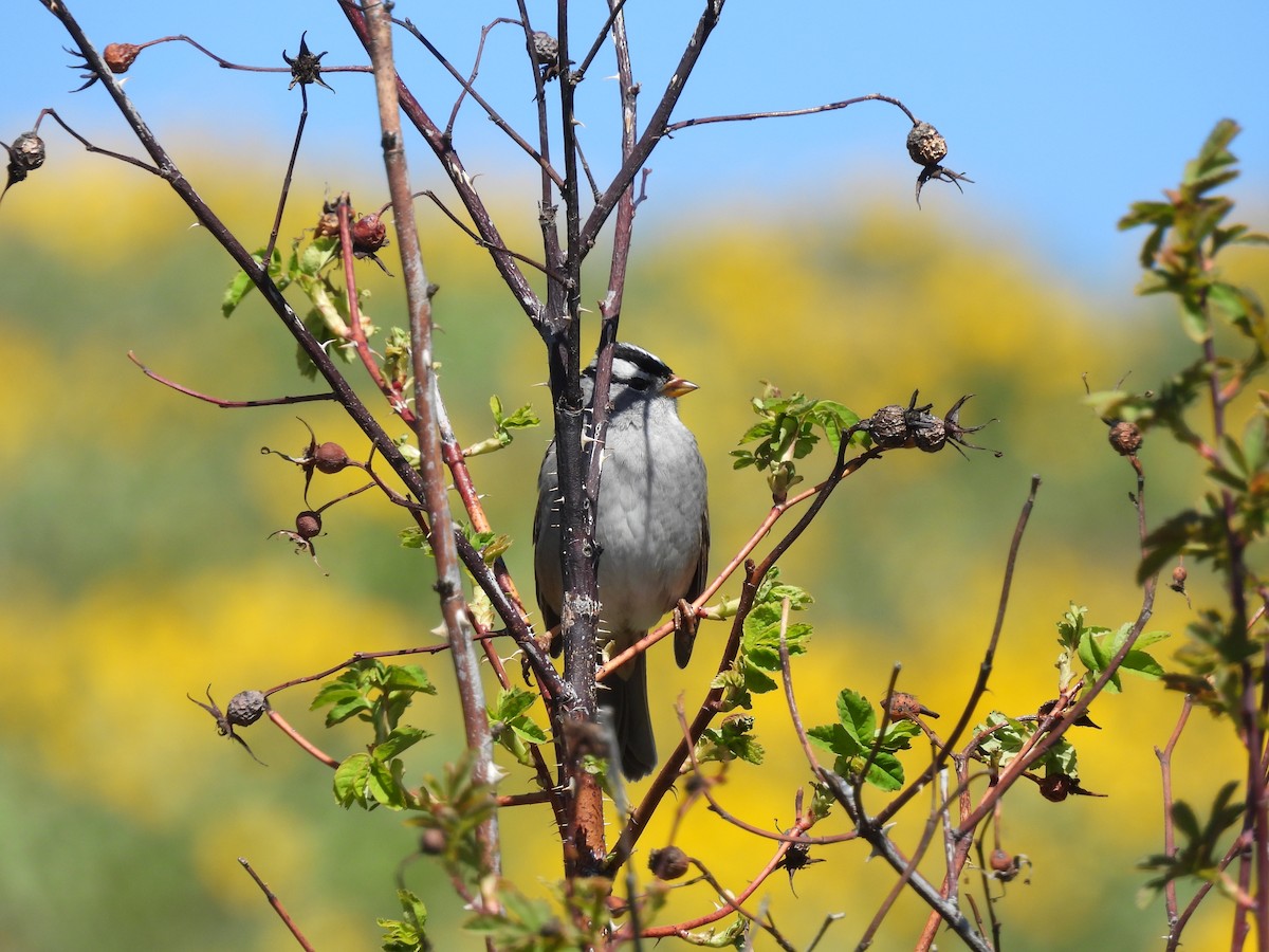 White-crowned Sparrow - ML617801485