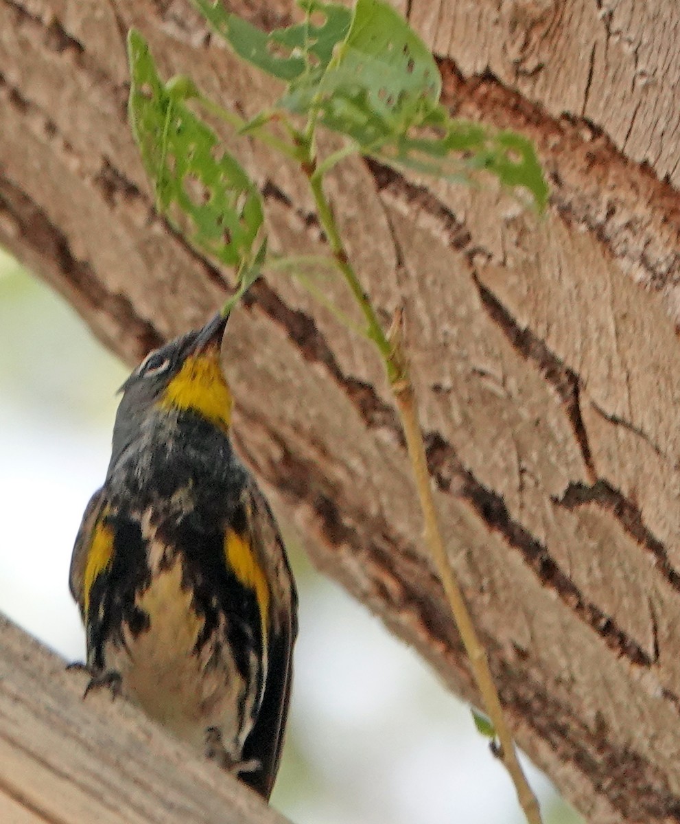 Yellow-rumped Warbler (Audubon's) - ML617801501