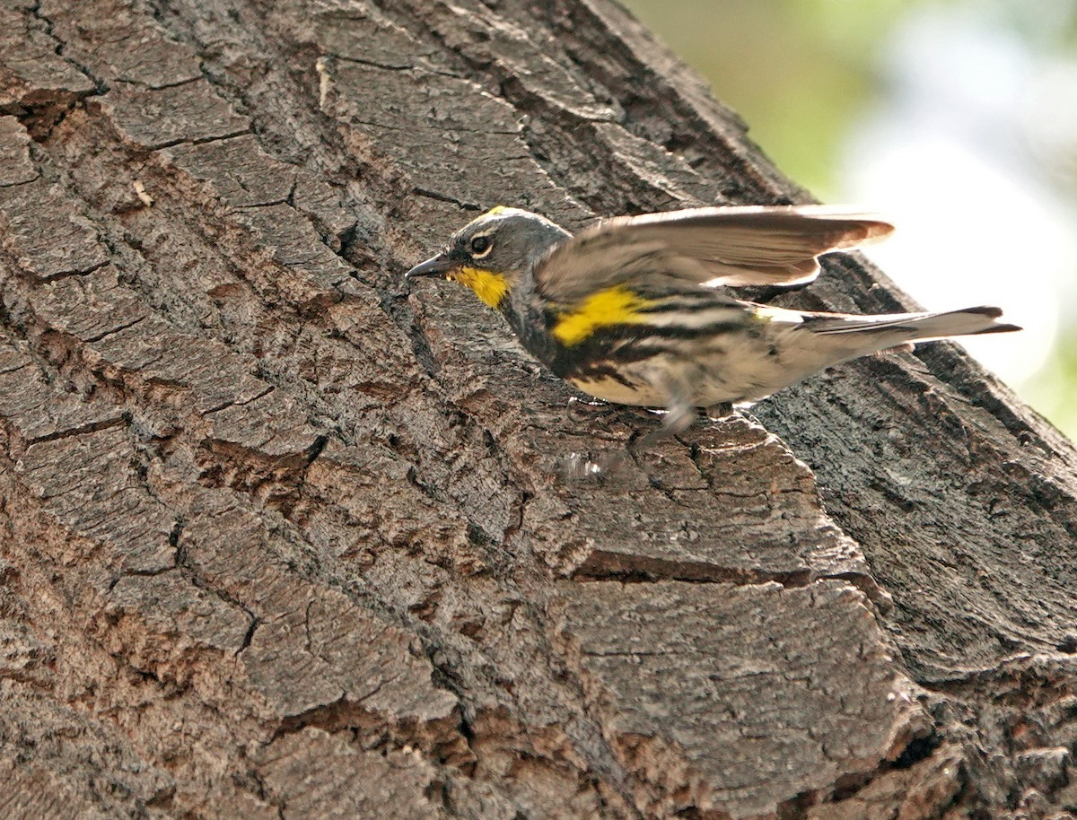 Yellow-rumped Warbler (Audubon's) - ML617801502