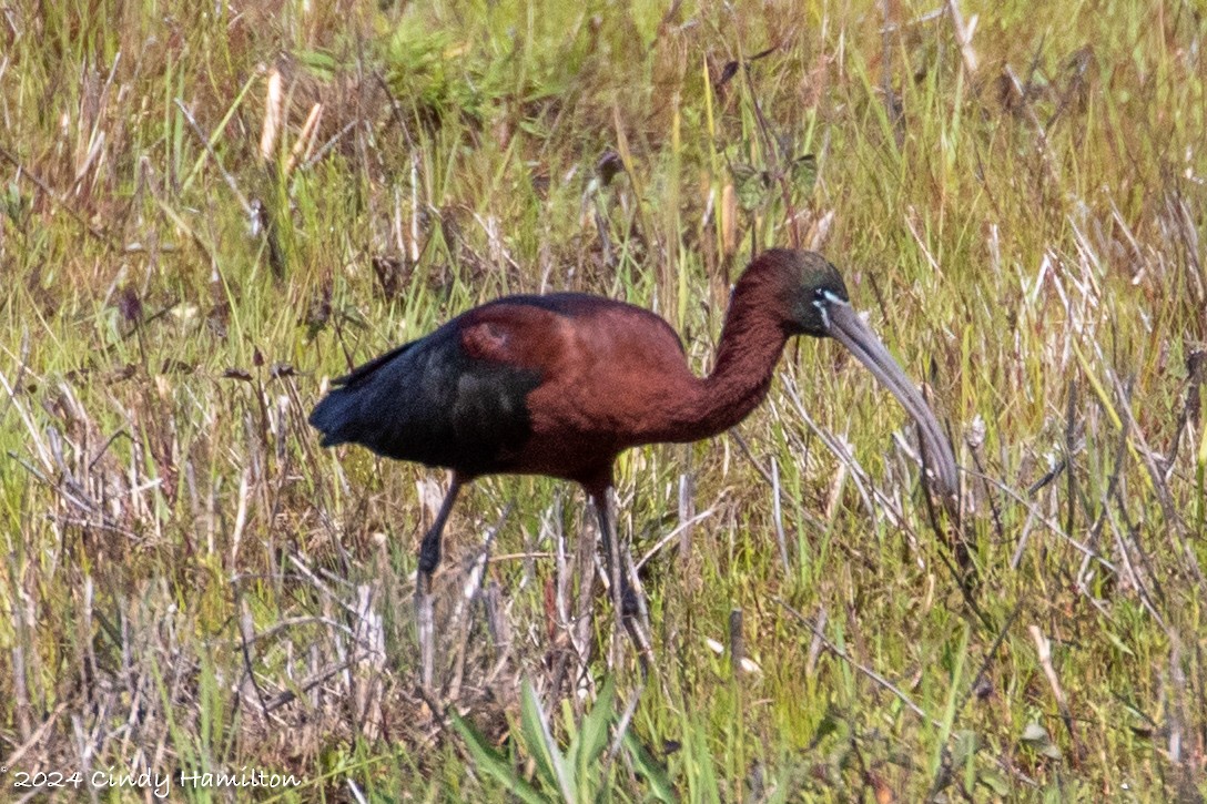 ibis hnědý - ML617801512
