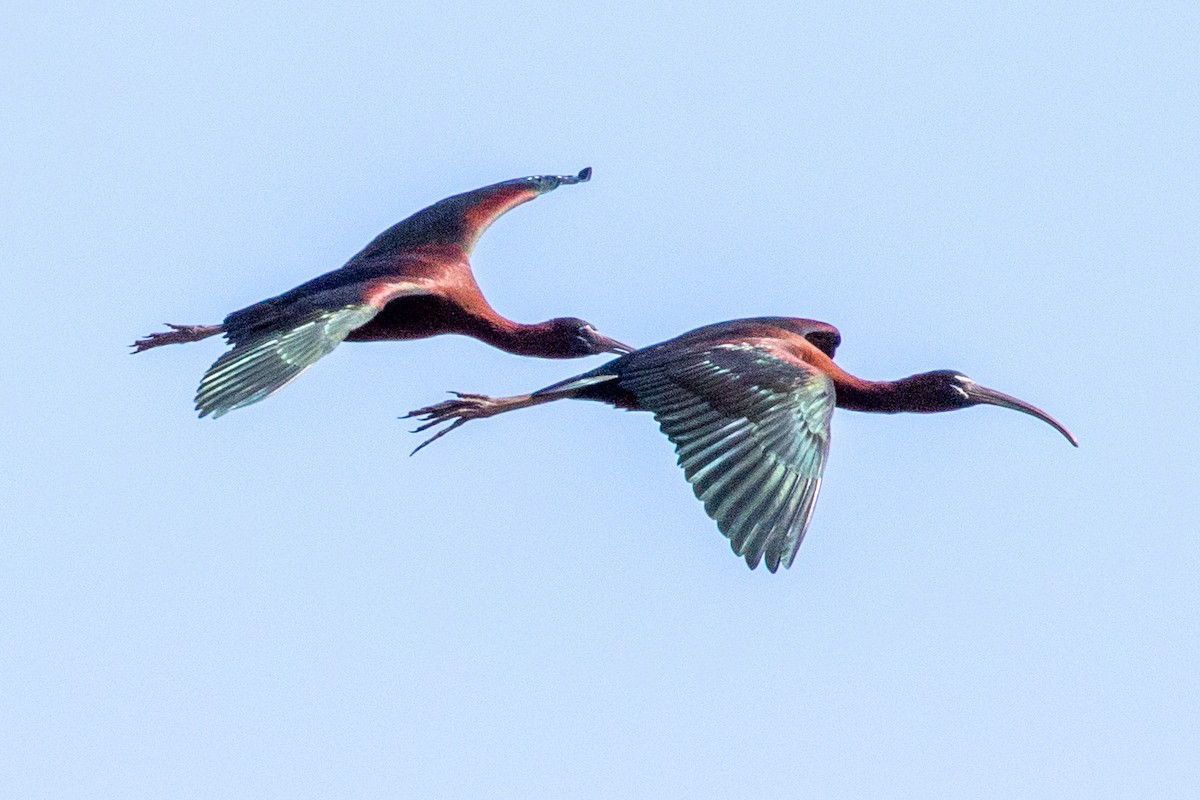 ibis hnědý - ML617801513