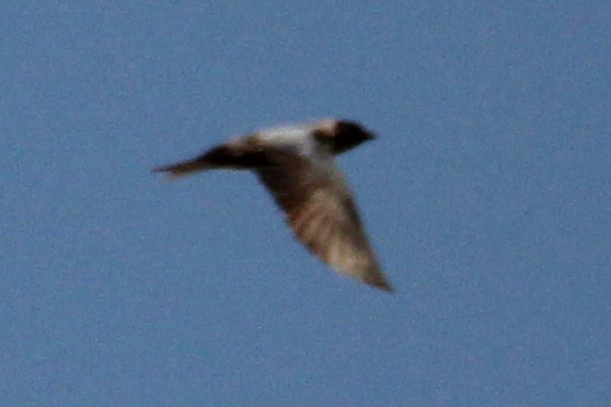 swallow sp. - Anonymous