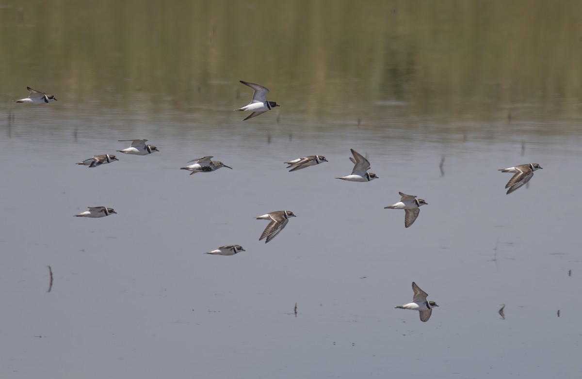 Semipalmated Plover - Jerry Ting