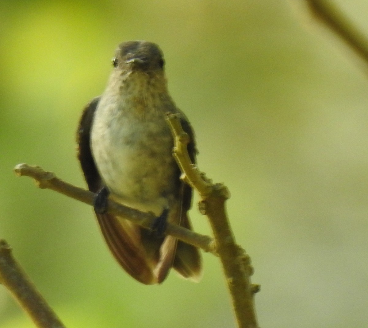 Olive-spotted Hummingbird - Francisco Javier Alonso Acero  (Hotel Malokamazonas)