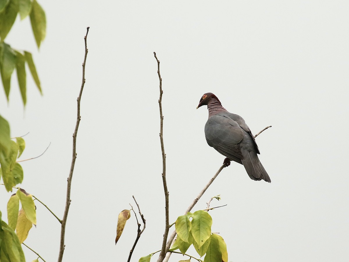 Scaly-naped Pigeon - ML617801629