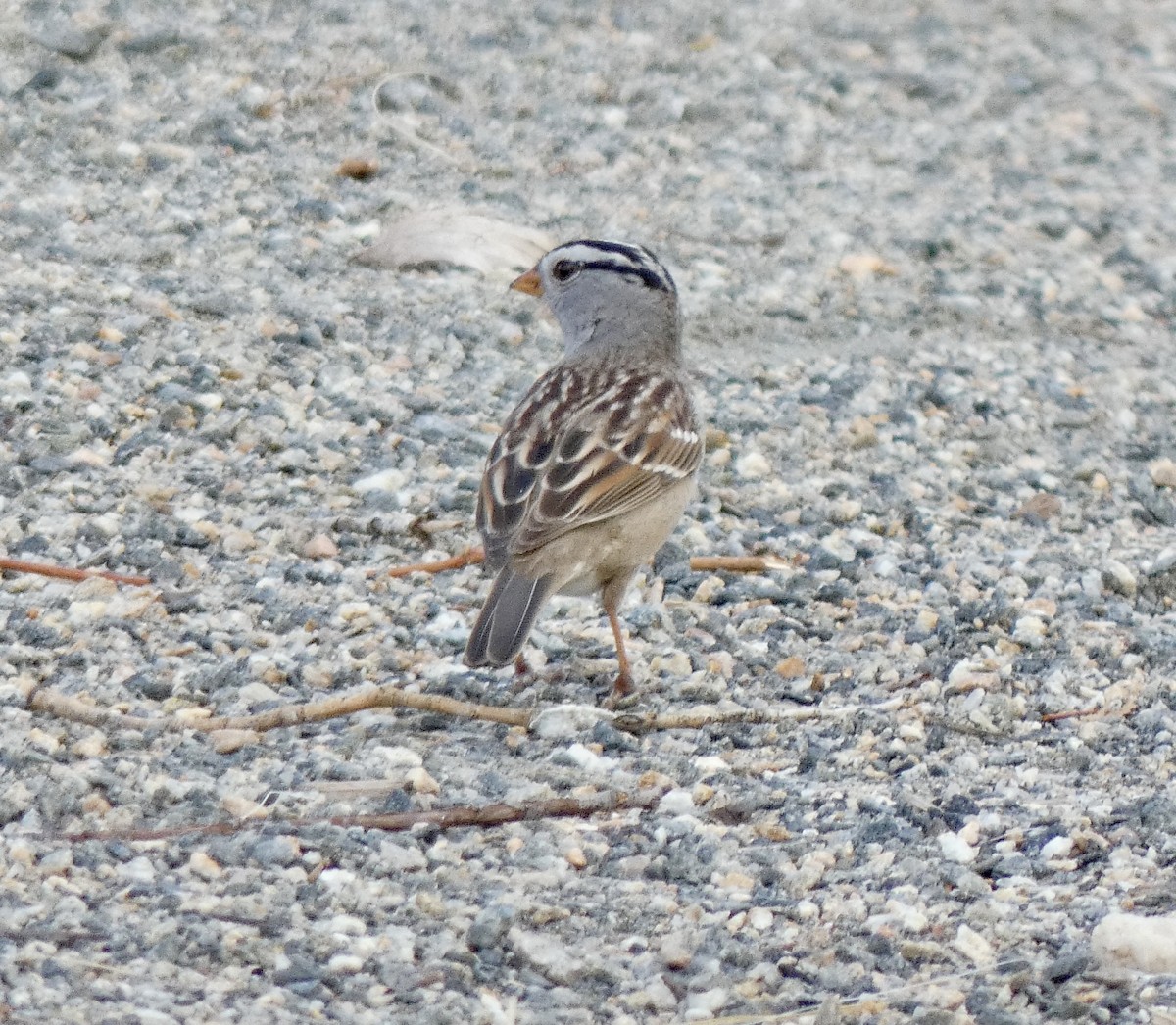 White-crowned Sparrow (Gambel's) - ML617801644
