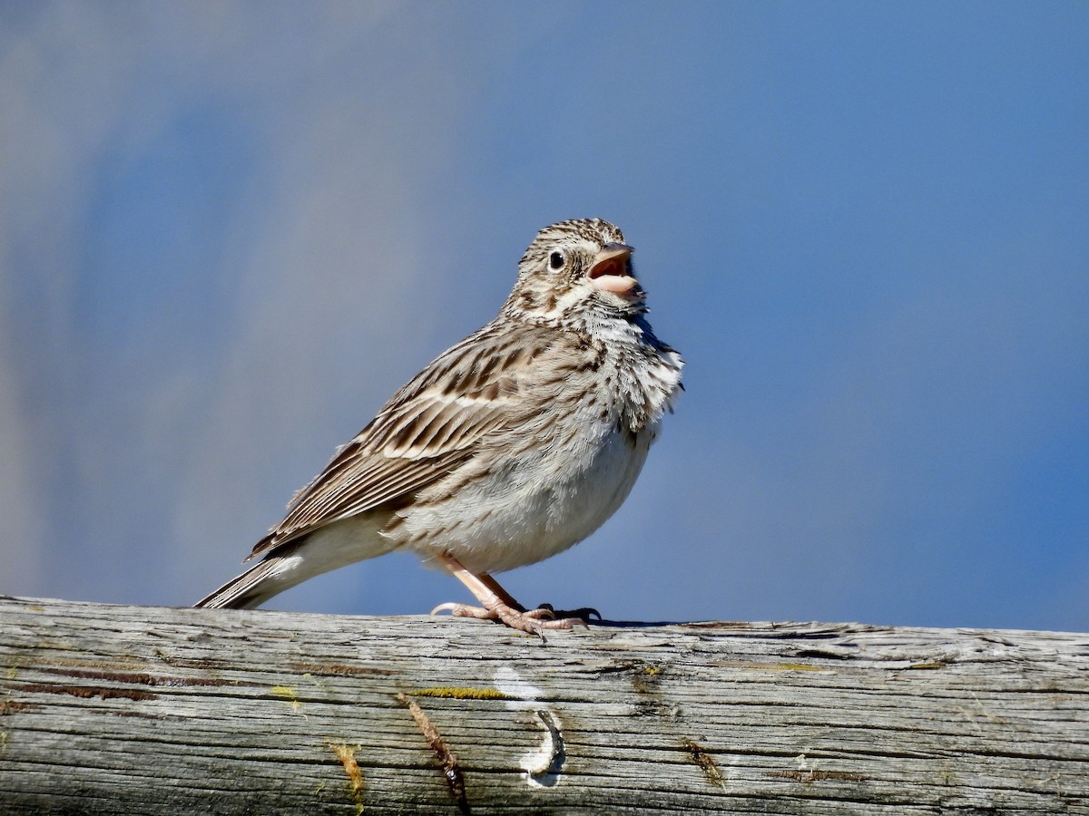 Vesper Sparrow - ML617801653