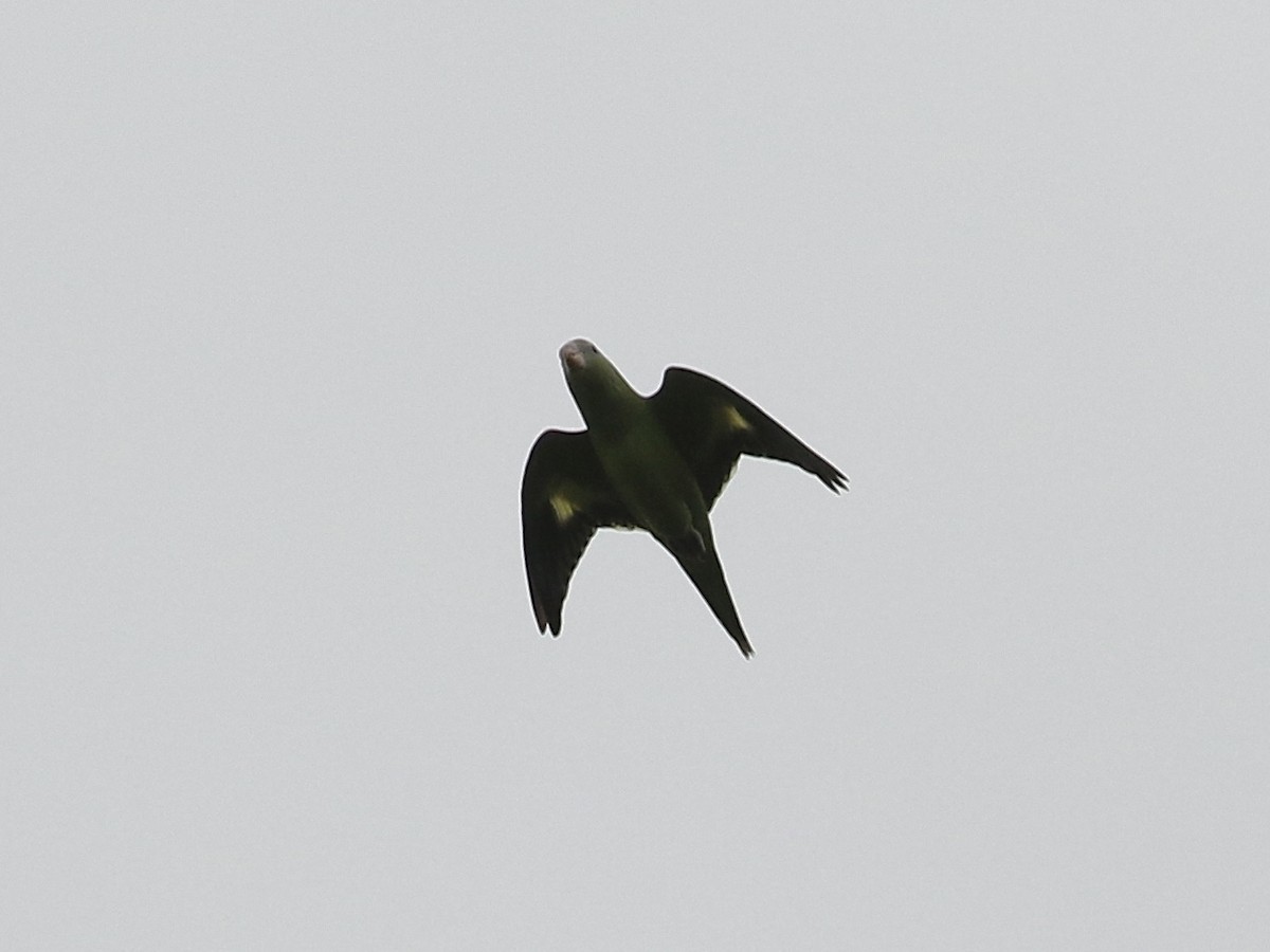 White-winged Parakeet - ML617801660