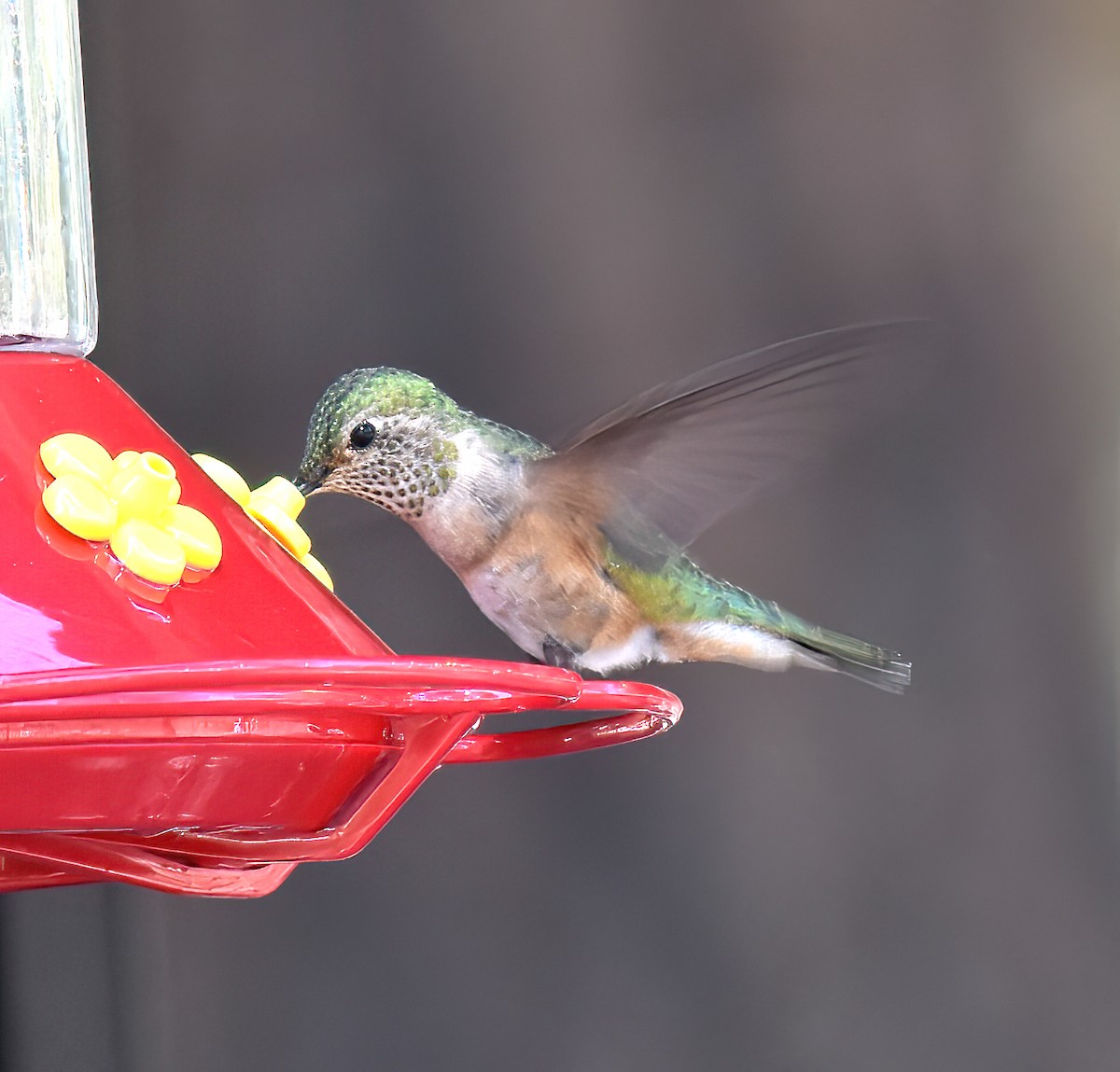 Broad-tailed Hummingbird - ML617801665