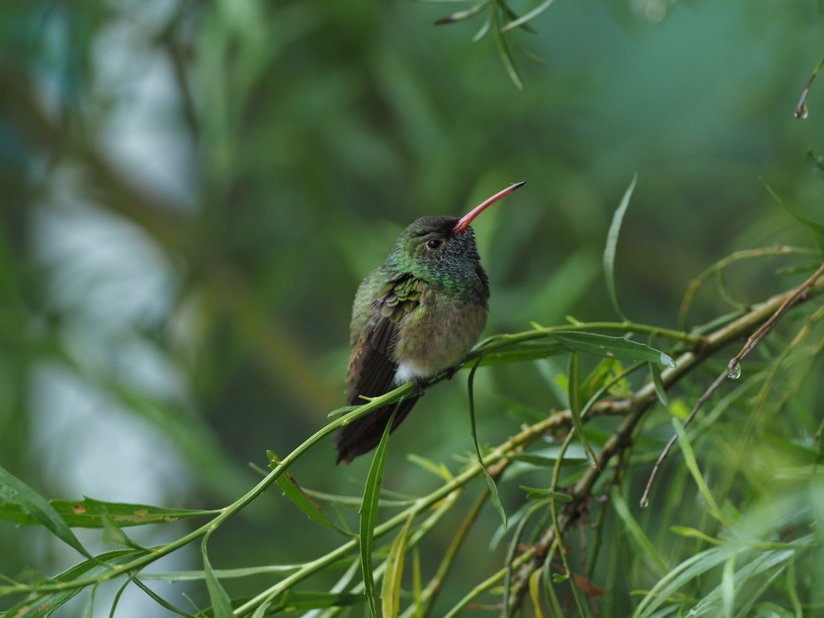 Buff-bellied Hummingbird - ML617801669