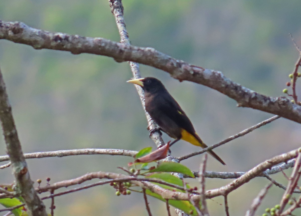 Yellow-rumped Cacique - Tom Edell
