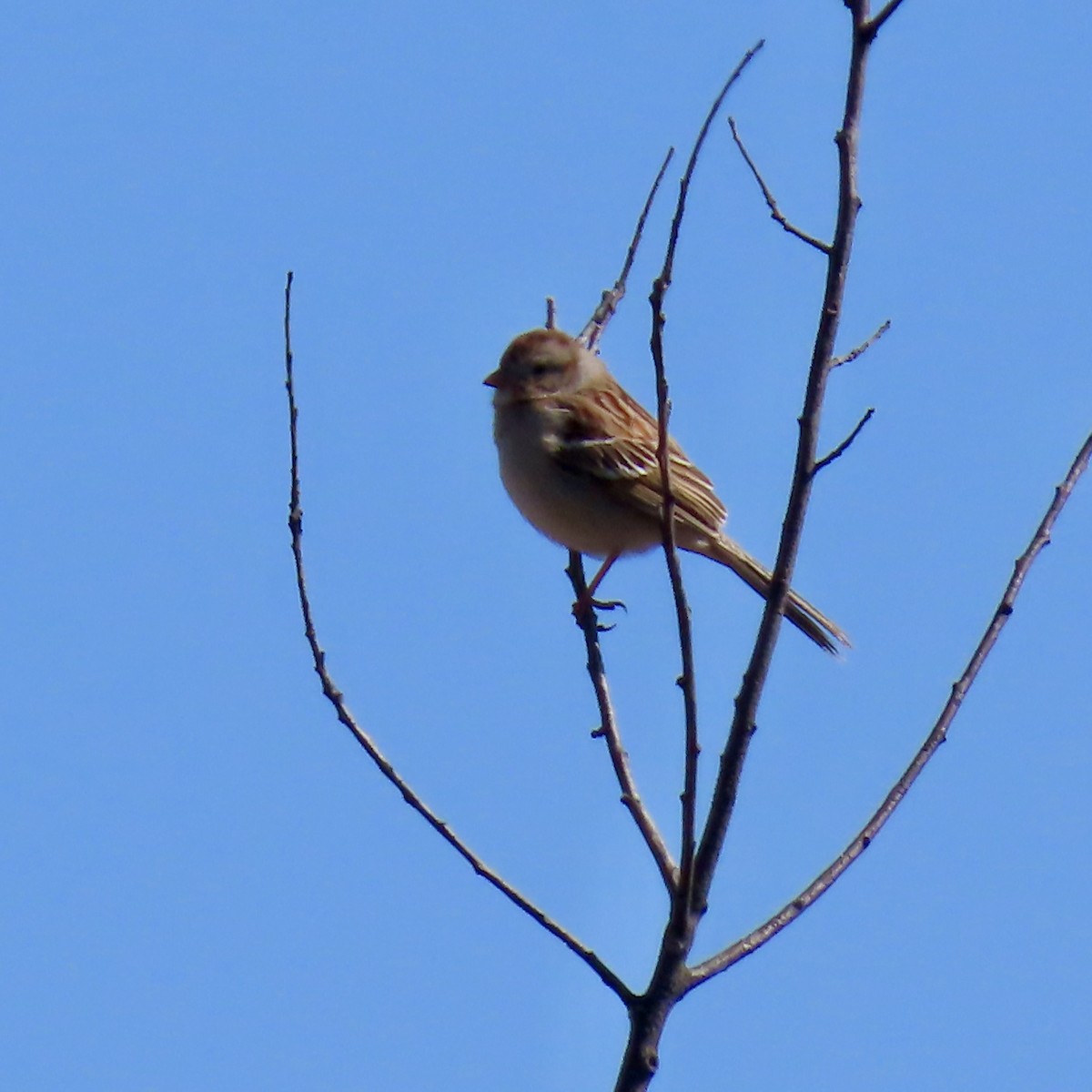 Field Sparrow - ML617801789