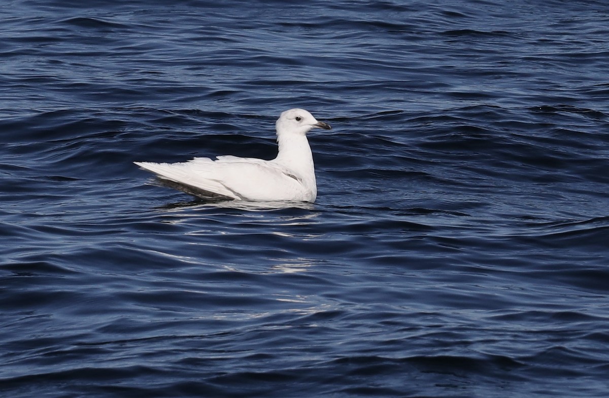 Iceland Gull (kumlieni) - ML617801803