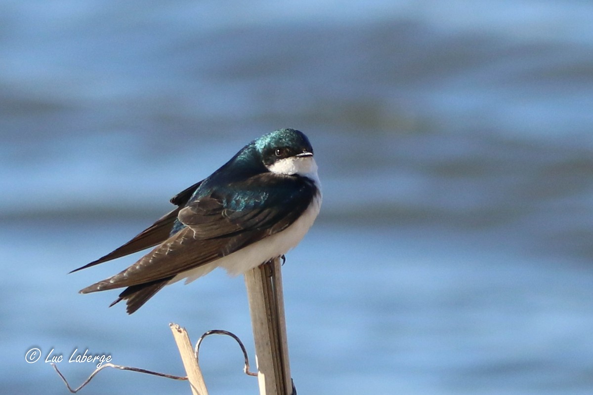 Tree Swallow - Luc Laberge
