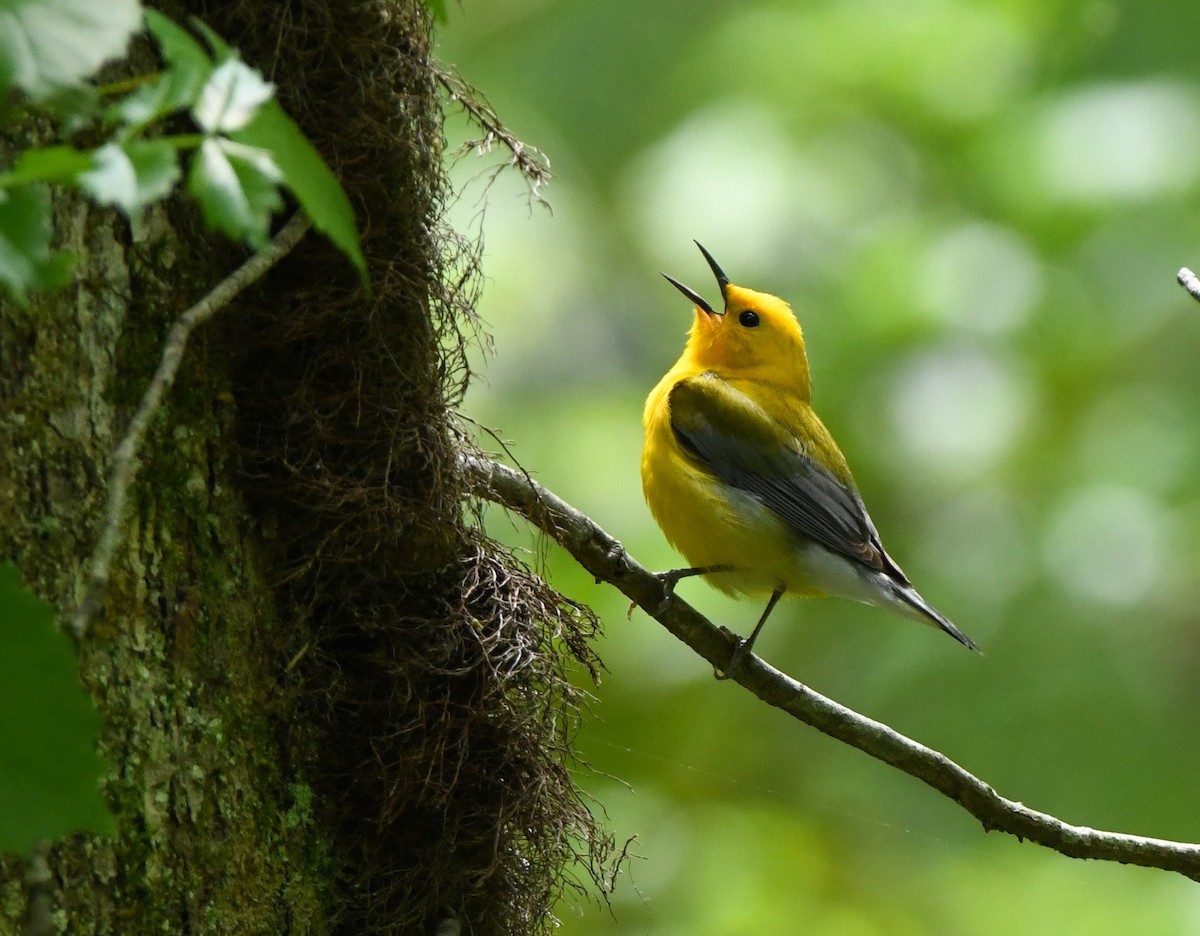 Prothonotary Warbler - ML617801827
