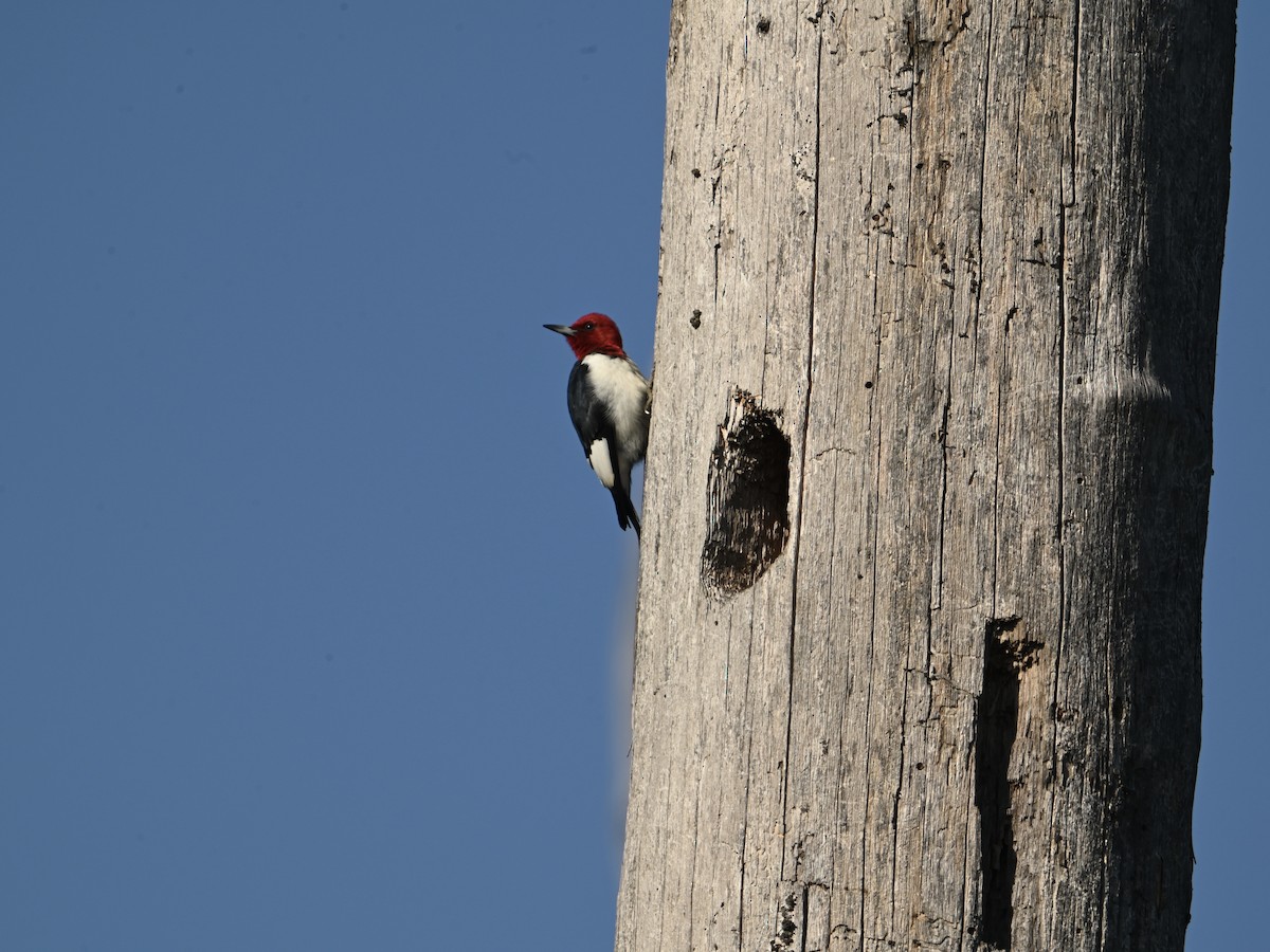 Red-bellied Woodpecker - ML617801832