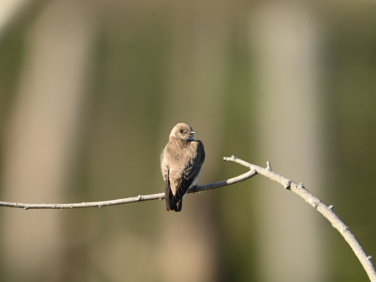 Northern Rough-winged Swallow - ML617801856