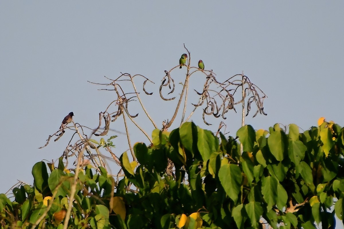 Sri Lanka Green-Pigeon - ML617801863