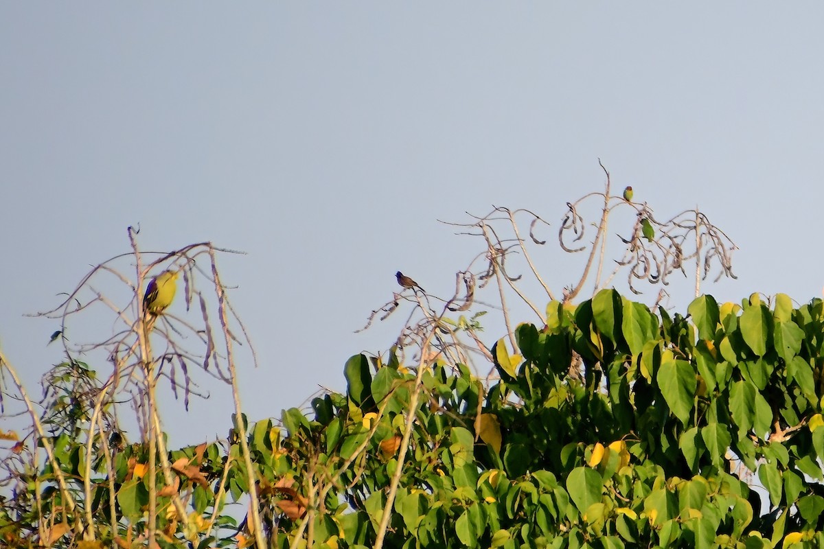Sri Lanka Green-Pigeon - ML617801864