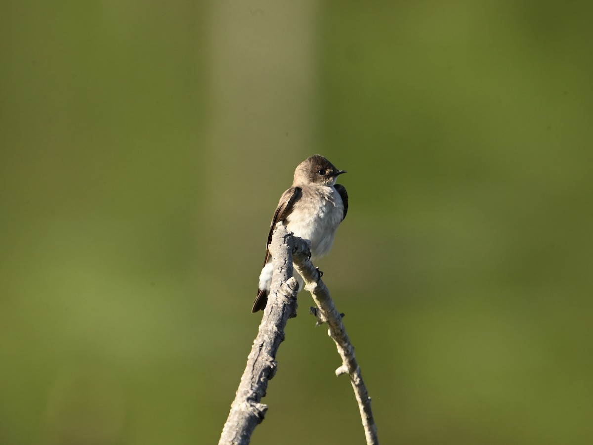 Northern Rough-winged Swallow - ML617801865