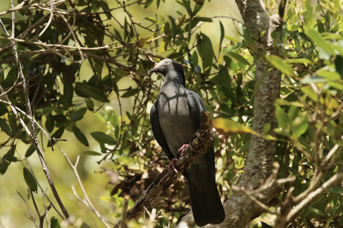 White-crowned Pigeon - ML617801883