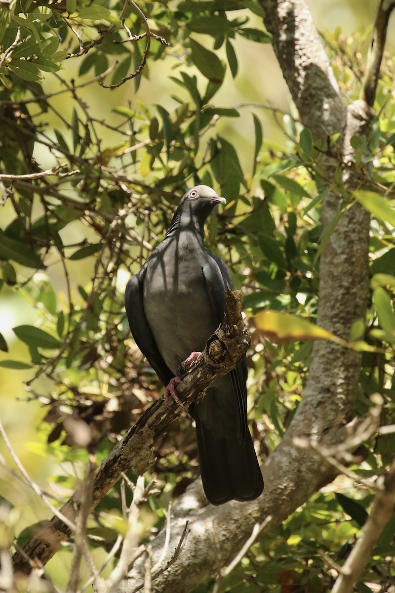 White-crowned Pigeon - ML617801884