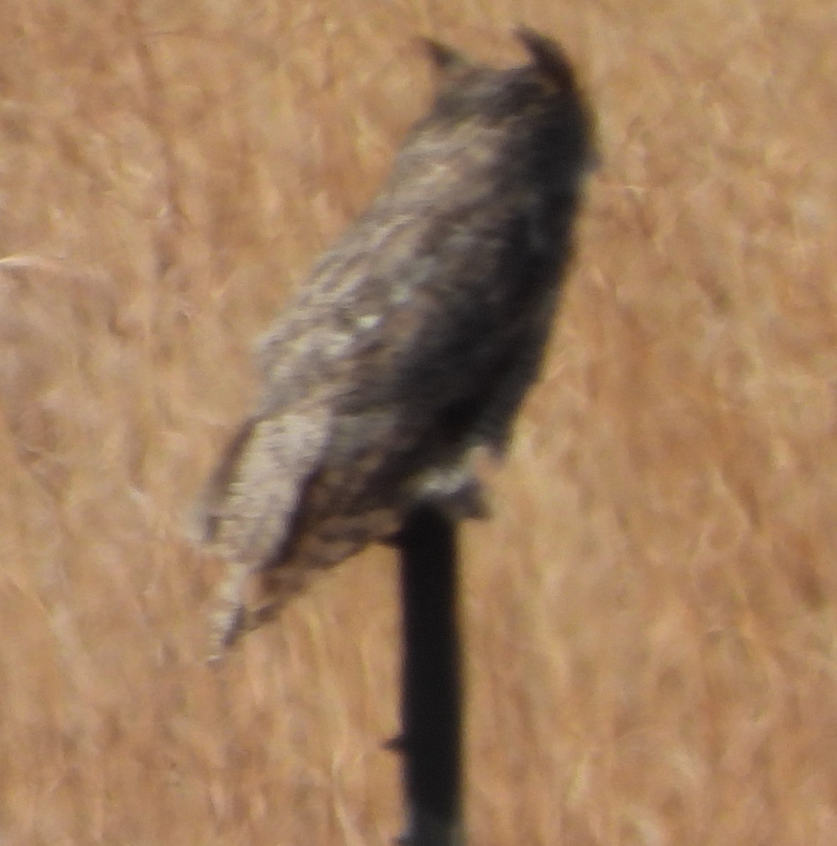 Great Horned Owl - ML617801907