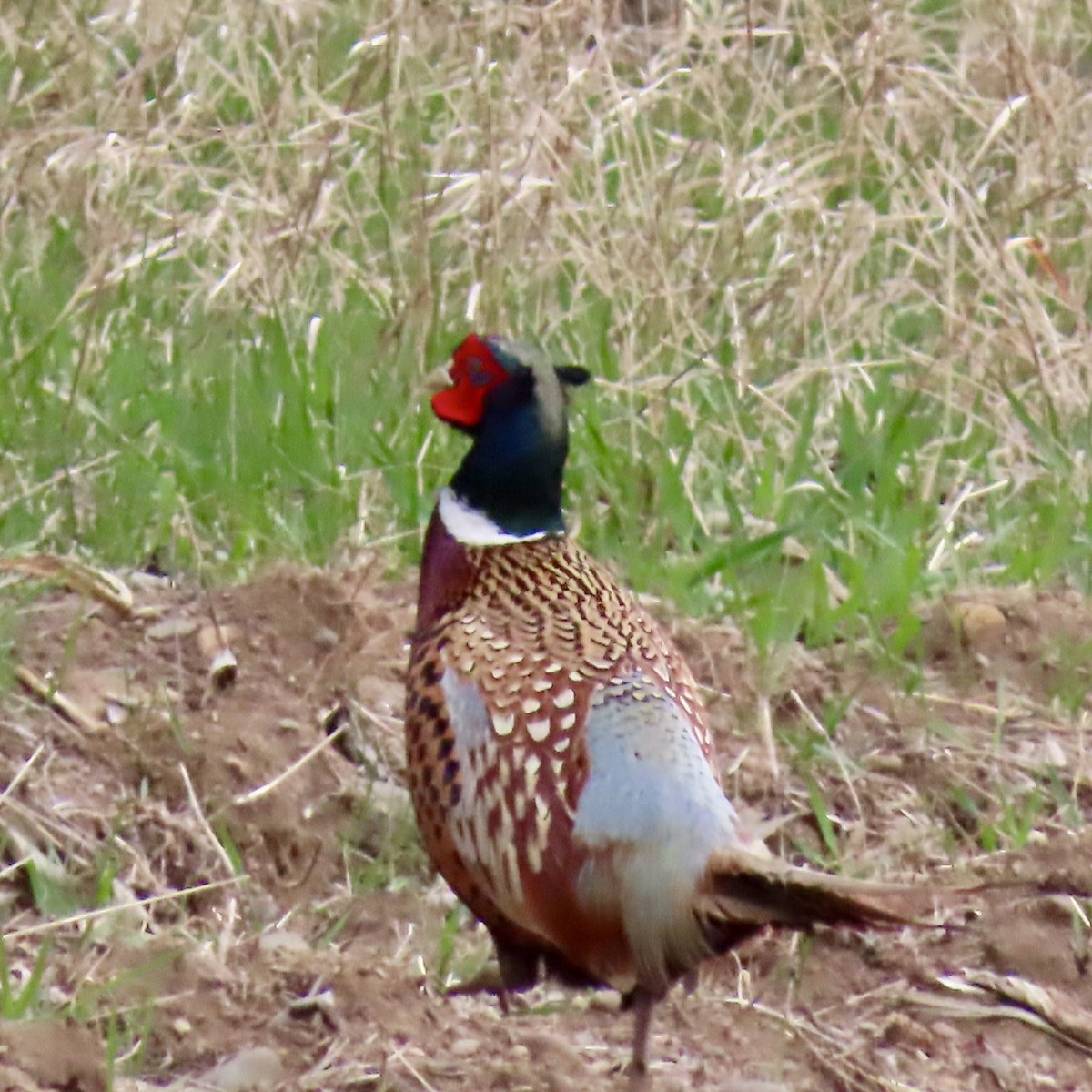 Ring-necked Pheasant - Jocelyn K