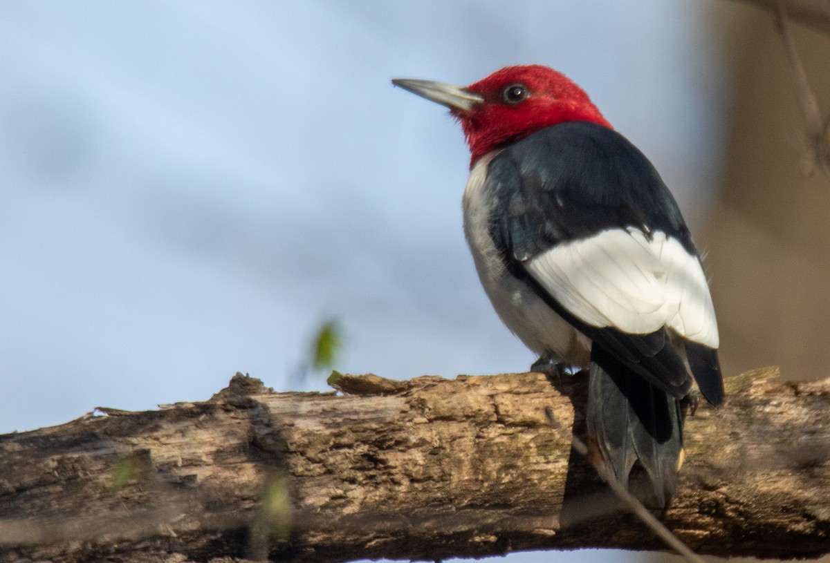 Red-headed Woodpecker - ML617801961