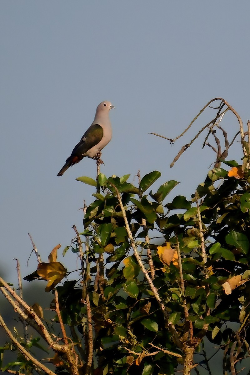 Green Imperial-Pigeon - Eileen Gibney
