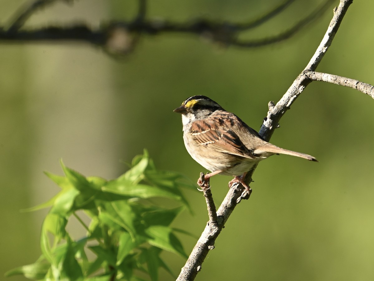 White-throated Sparrow - ML617801979