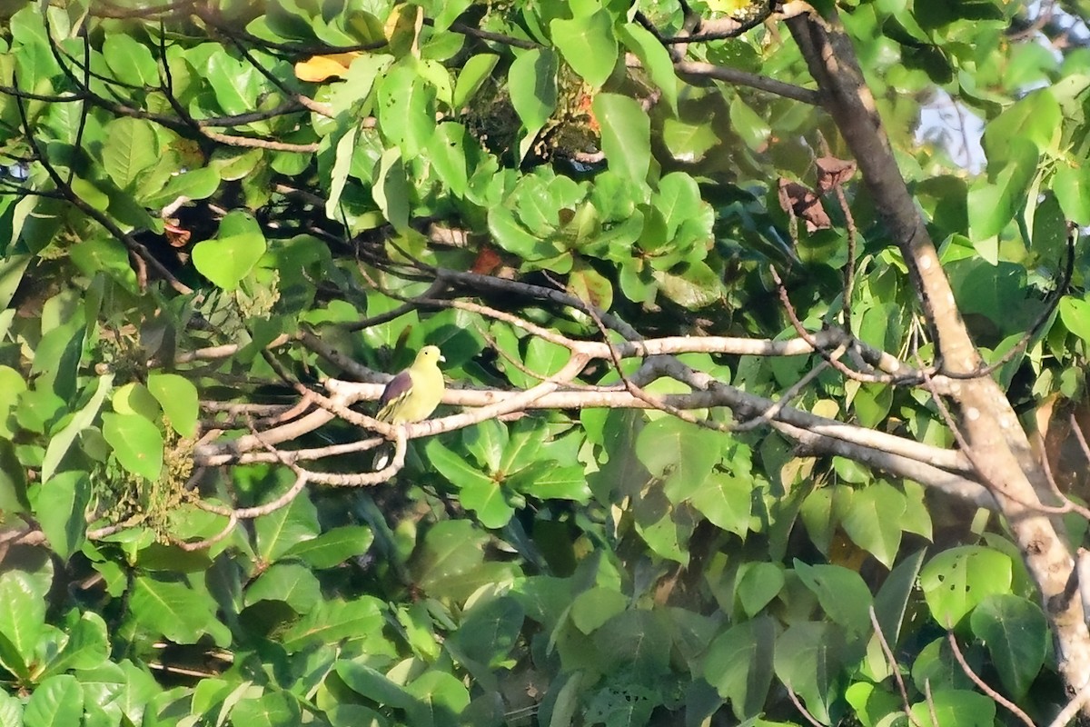 Sri Lanka Green-Pigeon - ML617801980