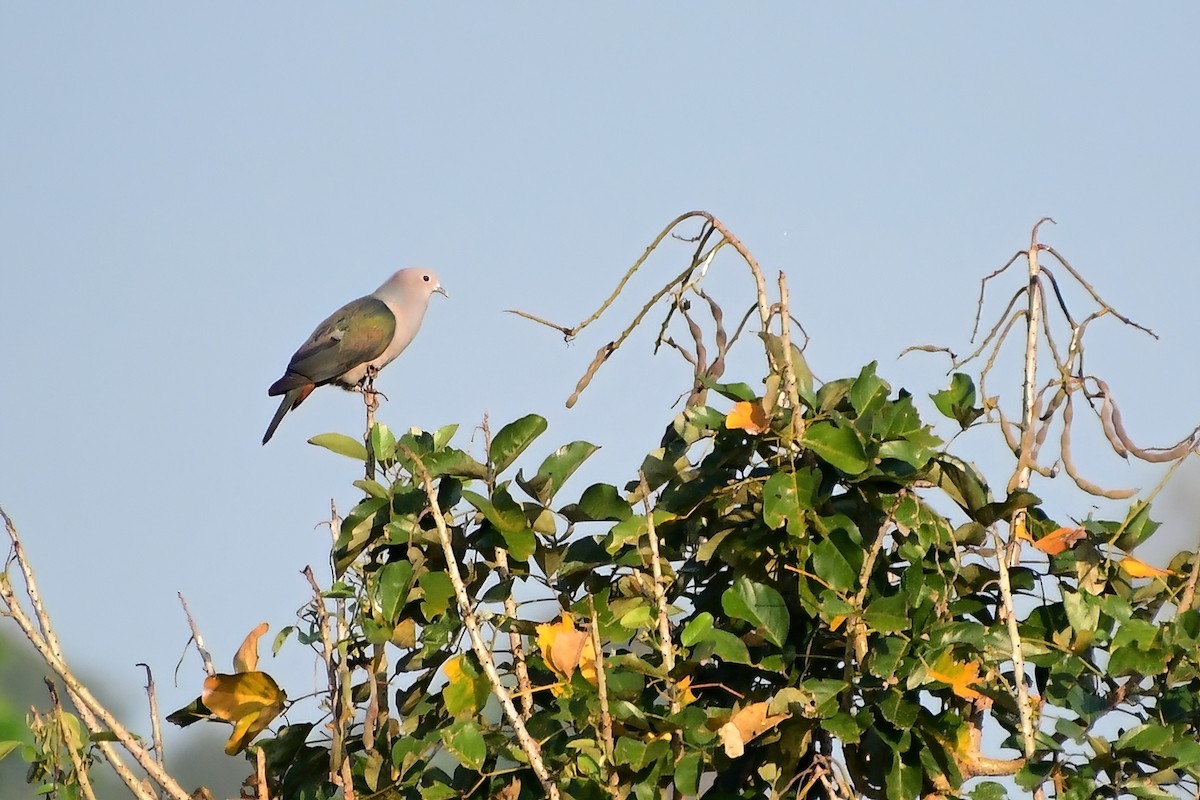 Green Imperial-Pigeon - ML617802016