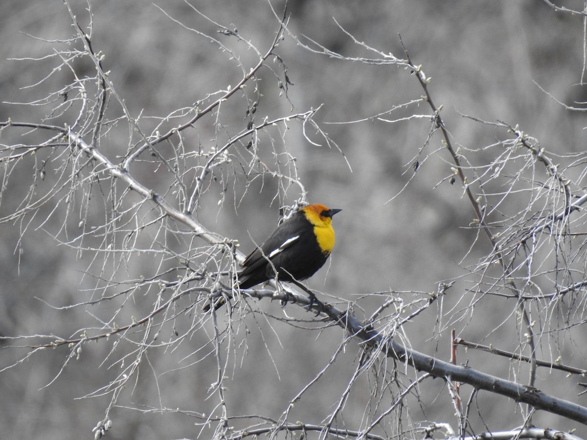 Yellow-headed Blackbird - ML617802071
