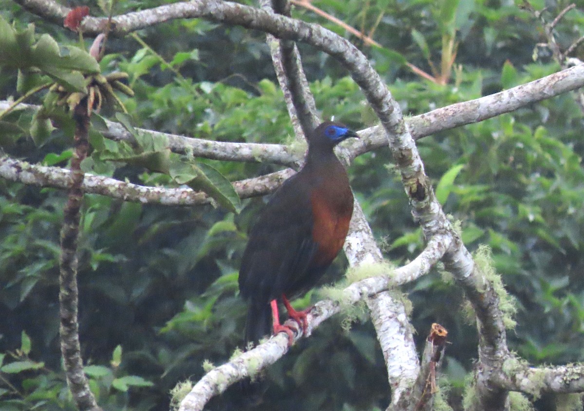 Sickle-winged Guan - ML617802086