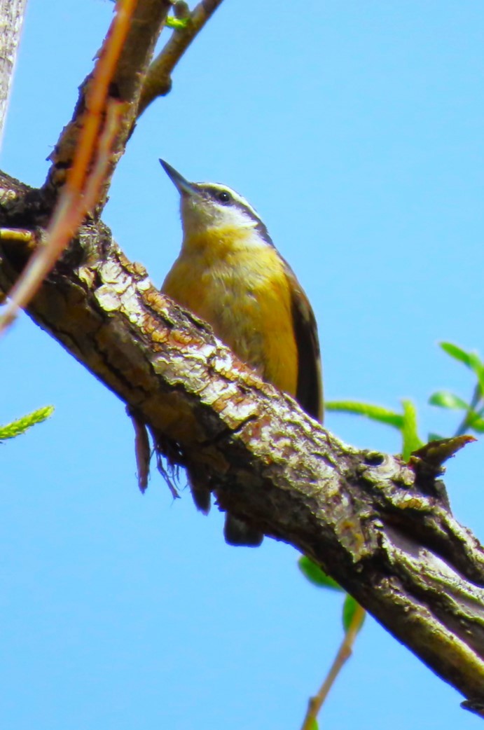 Red-breasted Nuthatch - ML617802120