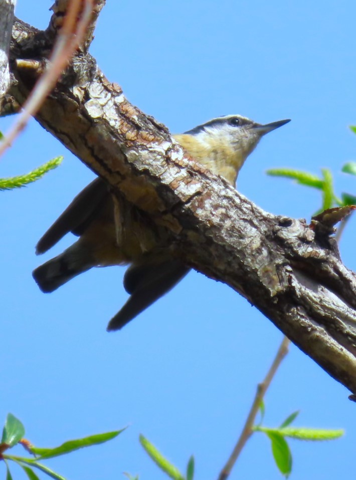 Red-breasted Nuthatch - ML617802121