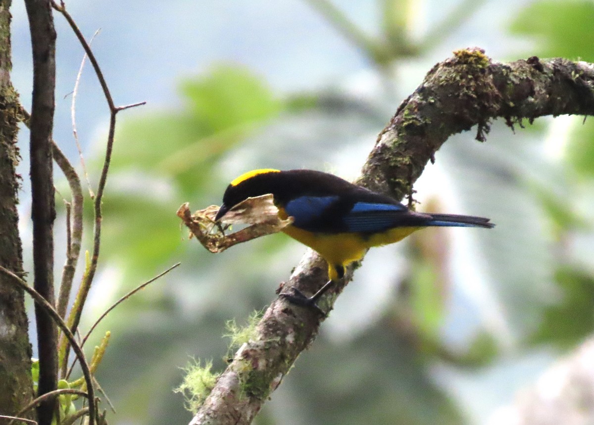 Blue-winged Mountain Tanager - ML617802135